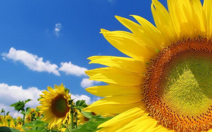 Golden sunflower in a beautiful summer day