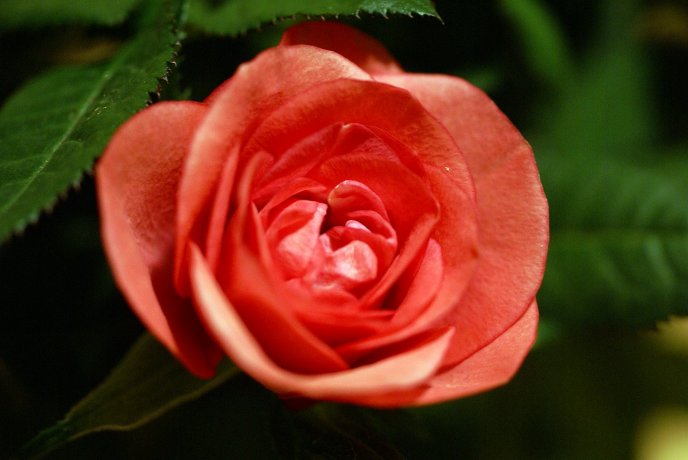 Little red rose - sweet flower in the garden