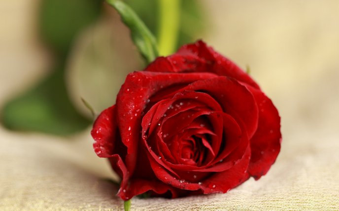 Beautiful red rose with raindrops