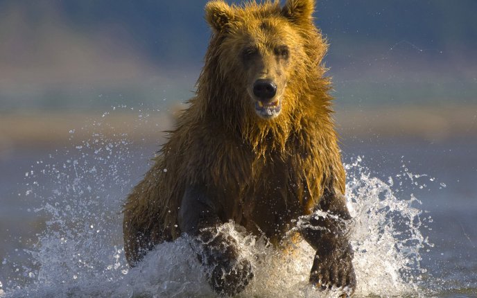 Cute bear doing somersaults in the water