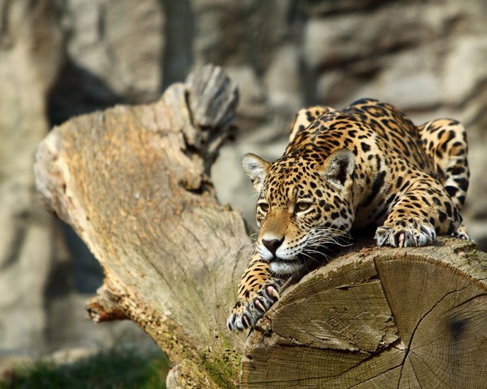 Beautiful leopard in ambush on the log