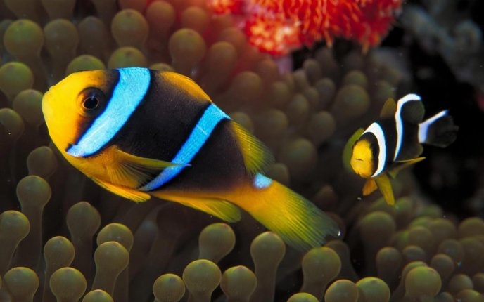 Beautiful colored fishes swimming in the aquarium