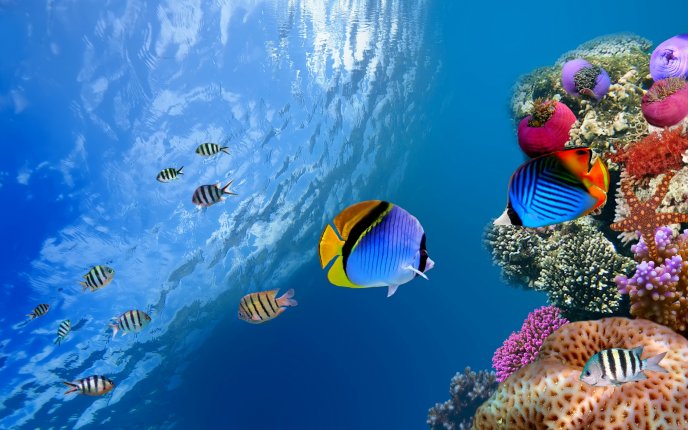 Wonderful coloured fish and sea life