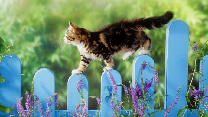 A brown cat walks on a blue fence - Animal wallpaper