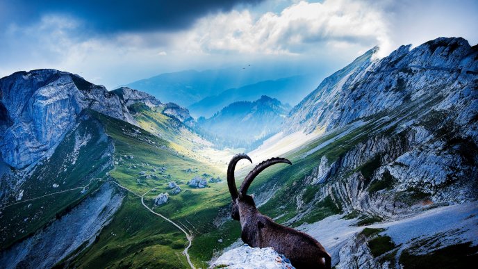 Brown mountain goat in a mountain top