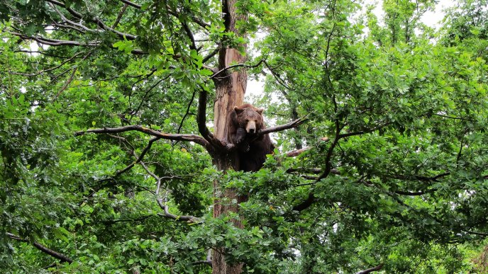 A carpathian bear in a tree in the forest