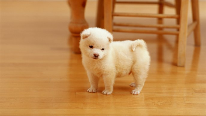 Lovely white puppy on floor - Sweet dog