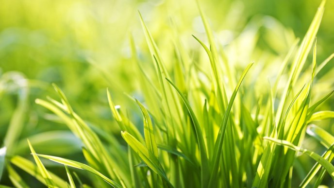 Green grass - Nature HD wallpaper