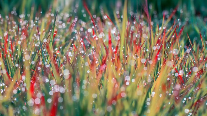 Morning dew on the red and yellow grass
