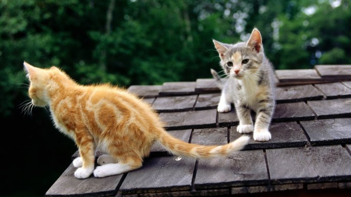Gray and yellow kitties on the roof