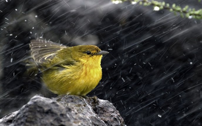 A sweet little bird on a rock in the rain