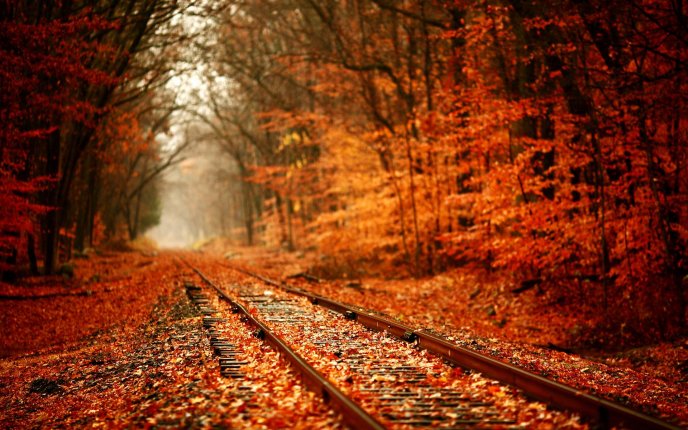 Train tracks through the woods filled with autumn leaves