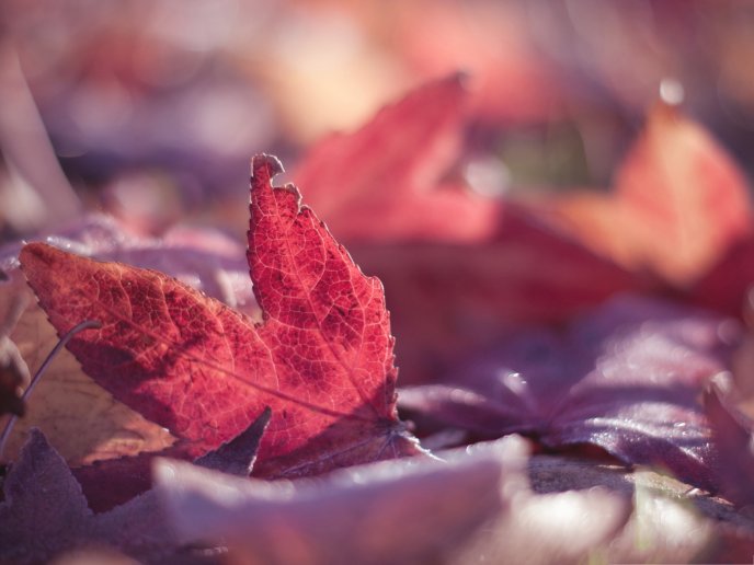 Red leaf of autumn in the light of sun