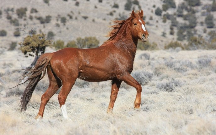 Stunning brown horse on the white field