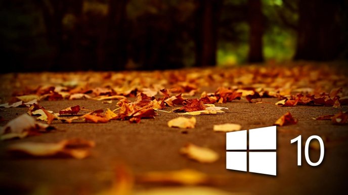White windows 10 logo on autumn red leaves