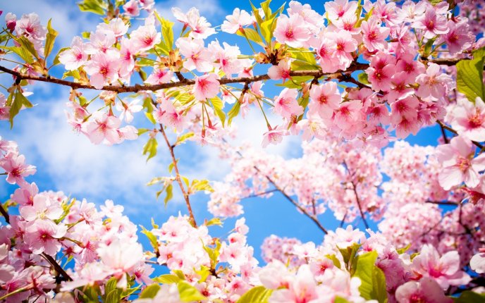 Pink flowers - Blossom tree - spring time