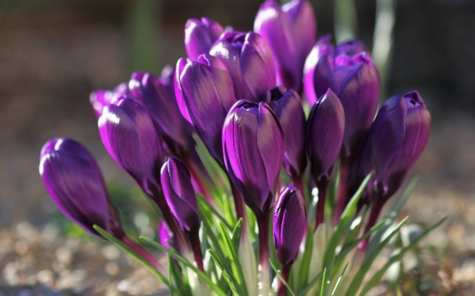 Good morning crocuses flowers - spring sunshine