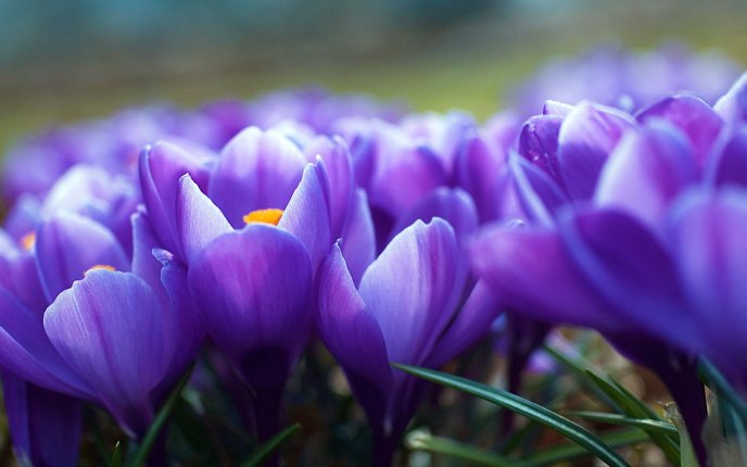 Macro flowers - spring time - violet crocuses