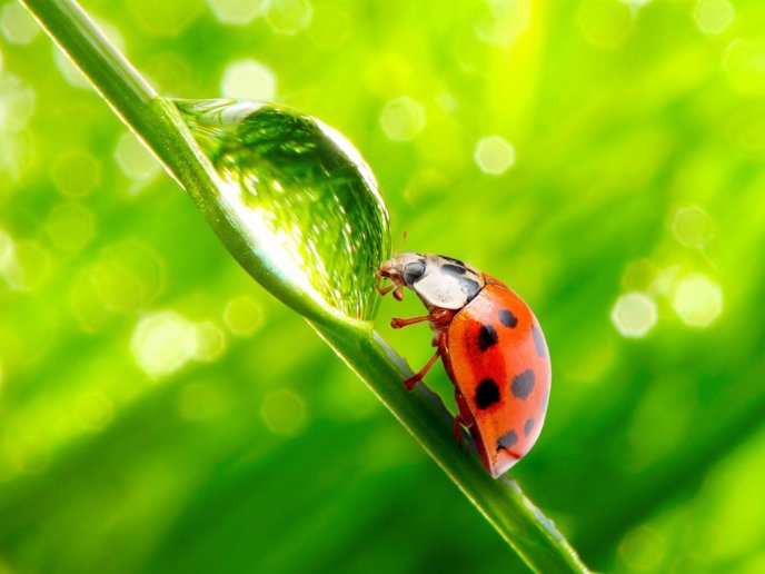 Ladybug and a big obstacle - a drop of water