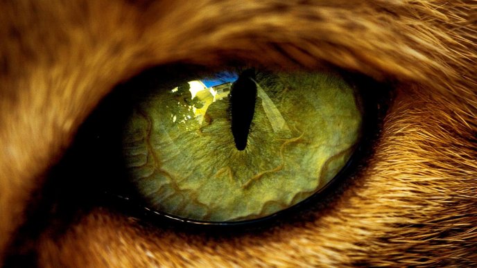 Big macro eye from a wild animal - HD wallpaper