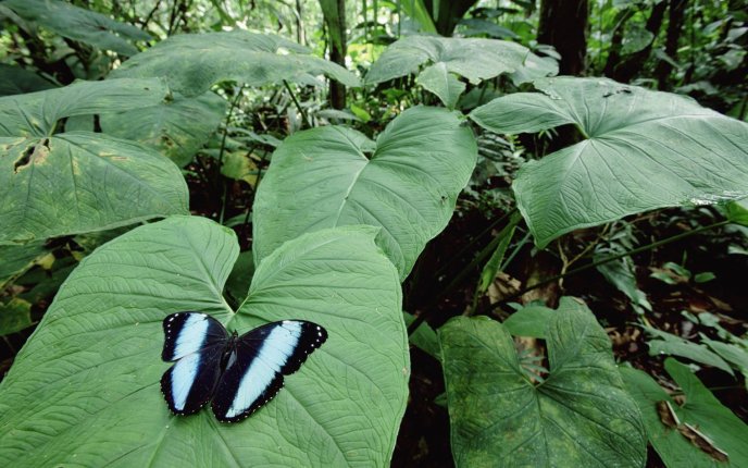 Back and blue butterfly on a big leaf in the Tropics