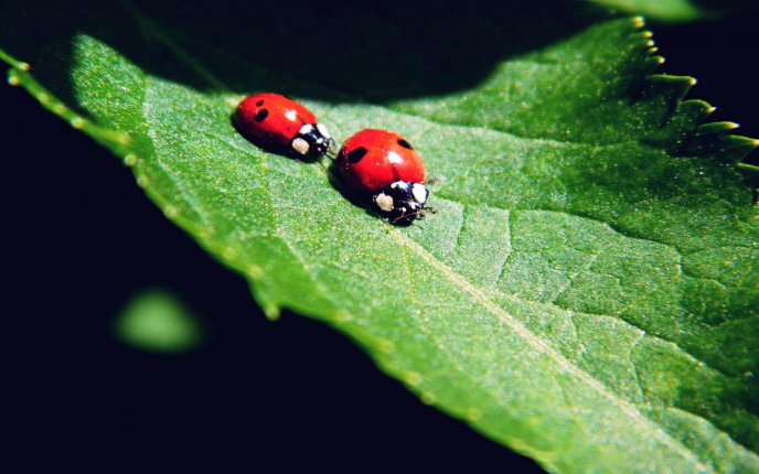 Two ladybugs run on a big green leaf
