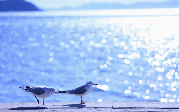 Seagulls at the seaside - HD summer wallpaper