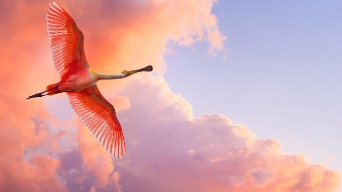 Pink Flamingo and wonderful red sky - HD wallpaper