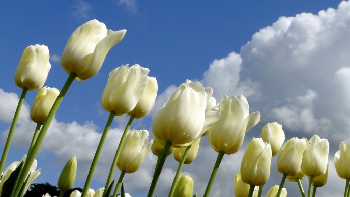 White beautiful tulips in the garden - HD wallpaper