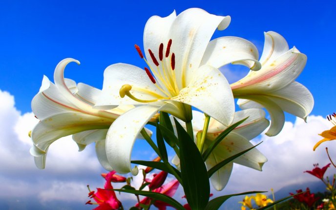 Wonderful lily flower in the garden - HD macro wallpaper