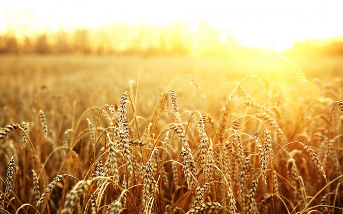 Golden wheat field in the sunrise - HD wallpaper