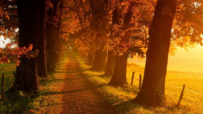 Autumn sunrise in the park - country path in the forest