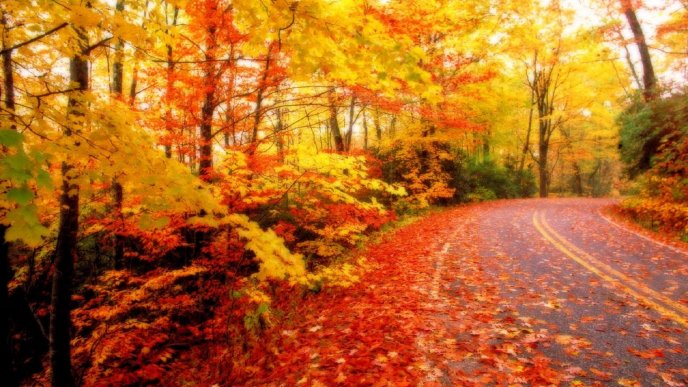 Autumn leaves on the road - HD wallpaper
