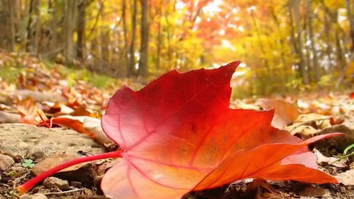 One big Autumn leaf on the ground - HD wallpaper