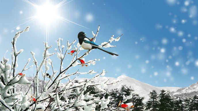 Winter bird on a branch of tree full with snow - Sunny day