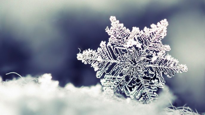 Macro wonderful frozen snowflake - HD Winter wallpaper