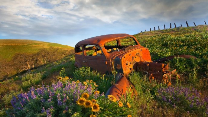 Old and rusty car in the middle of field with flowers