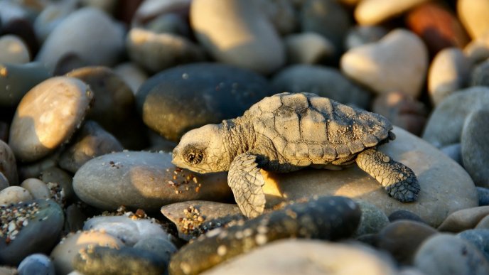 Turtle like a chameleon - Little water animal