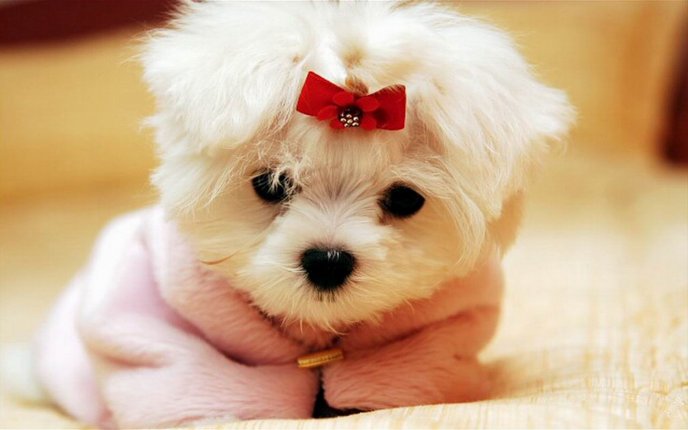 Sweet little white dog with a red ribbon - Animal wallpaper