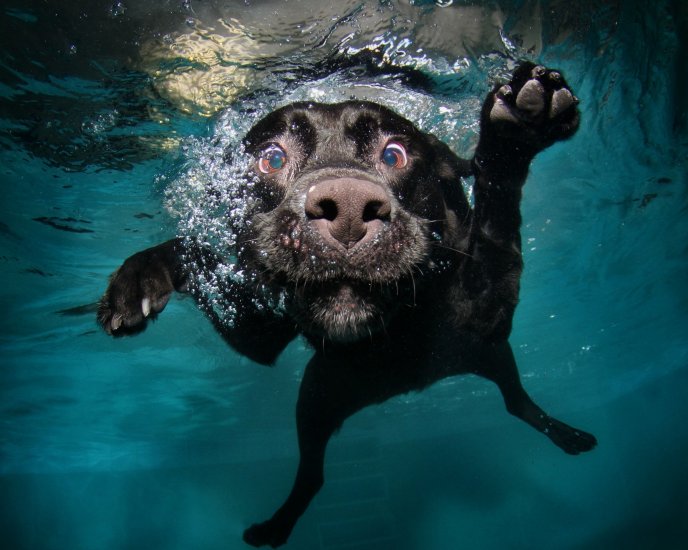 Funny dog face under the water - HD Macro wallpaper