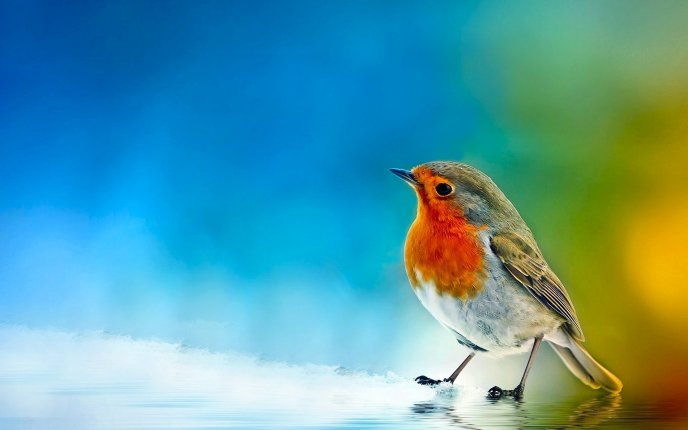 Beautiful little colorful bird - painted background