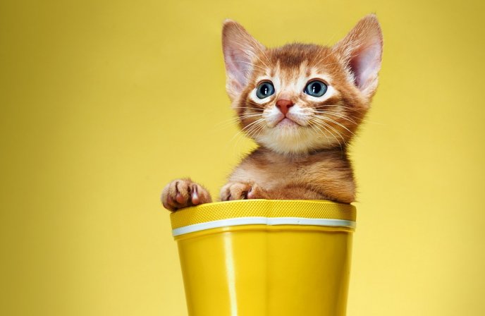 Little cat in a yellow boot - HD funny wallpaper