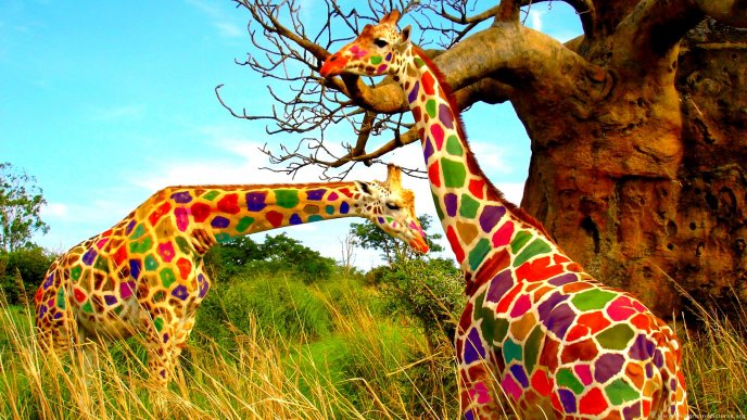 Funny colorful Giraffes in the jungle - HD animal wallpaper
