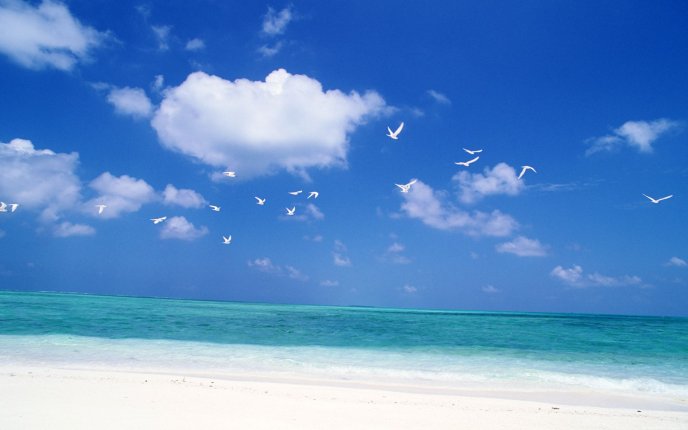 Wonderful blue water and white birds on the sky