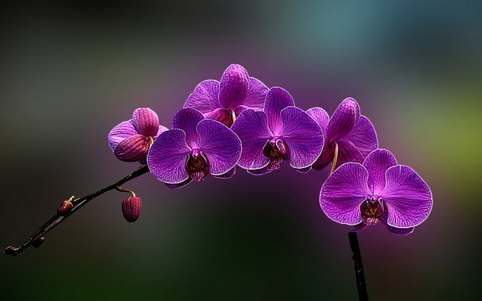 Amazing purple Orchid flower - HD wallpaper