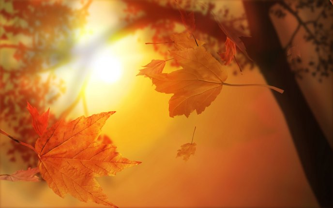 Macro Autumn leaves flying down to ground - HD wallpaper