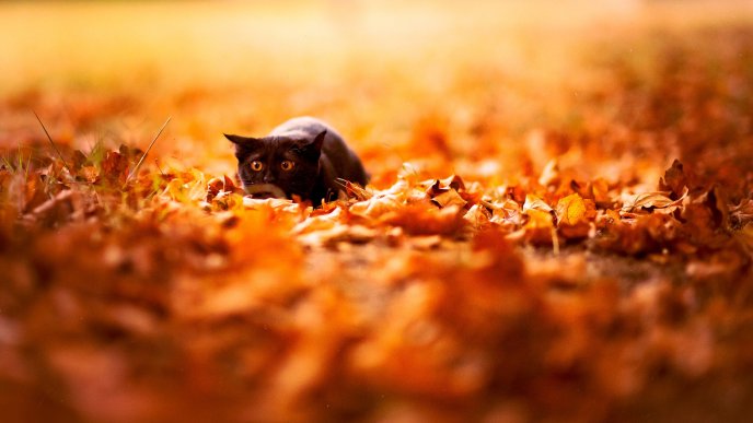 Scared cat on a carpet made from Autumn leaves