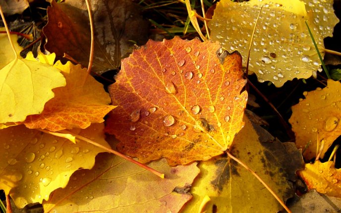 Macro water drops on the Autumn leaves - New season