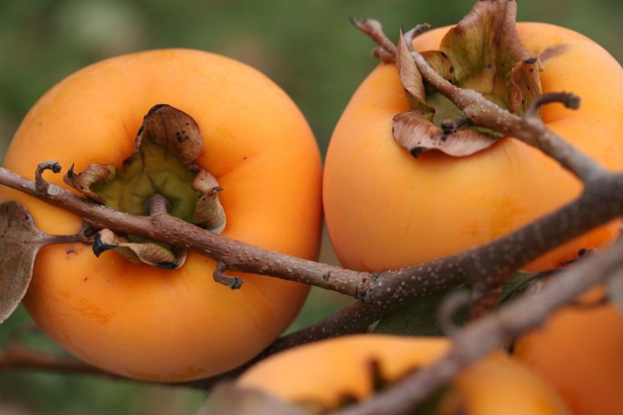 Orange Kaki fruit - Delicious and full with vitamins- Autumn