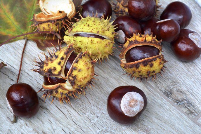 Wild chestnuts on the table - Autumn fruits